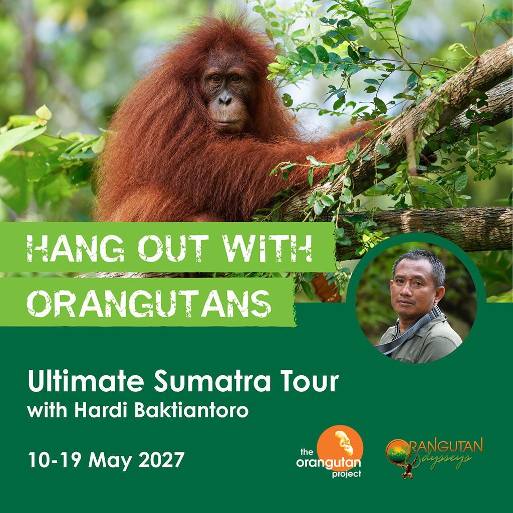 SUMATRA TOUR | 10-19 MAY 2027