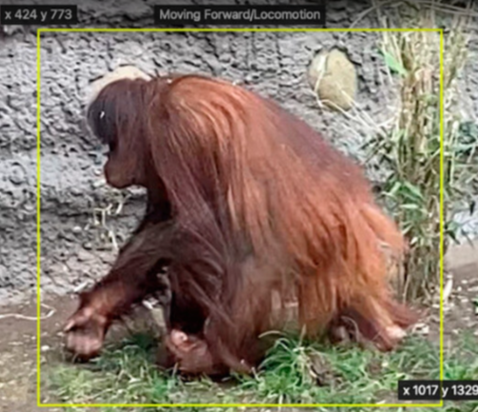 orangutan identified in yellow box