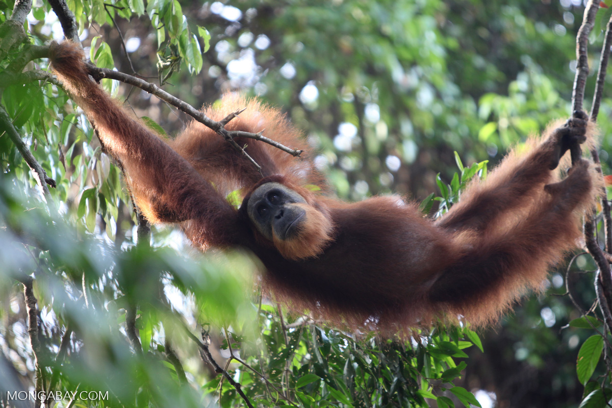 Both intact and logged forests are important habitats for Borneo&rsquo;s population of orangutans. Image by Rhett A. Butler/Mongabay.