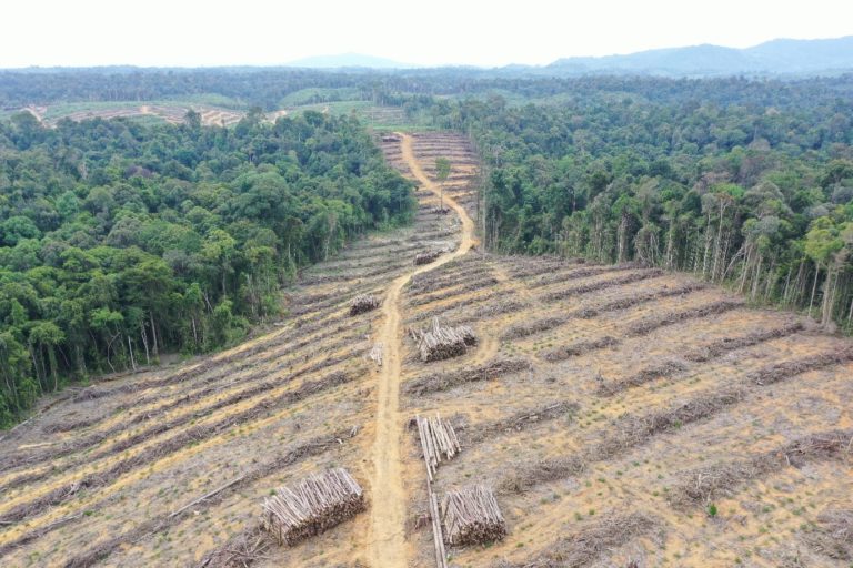 Forest clearing by Alas Kusuma&rsquo;s PT Mayawana Persada in Kalimantan, Indonesia. Image courtesy of Aidenvironment.